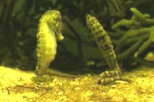 Seahorses Mating