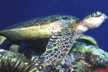 Green Turtle at Seychelles