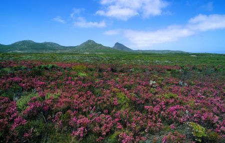 Cape Peninsula Landscape.jpg