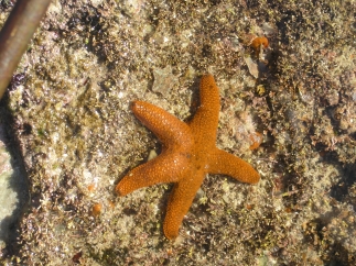 starfish, SMitwinkel Bay, Cape Pointweb.JPG